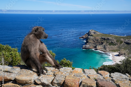 A baboon sitting on a stone wall with a panoramic view of the blue sea and rocky headland in the background at Cape Point, Western Cape.