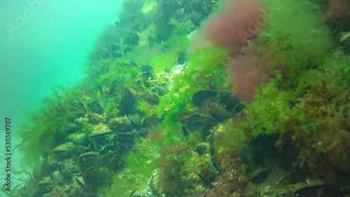 The thalli of red (Ceramium) and green (Ulva, Cladophora) algae sway on the rocks on the seabed, the Black Sea photo