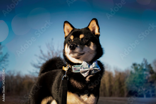 Fototapete Ryota, shiba inu
