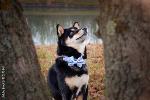 Foto Ryota, shiba inu