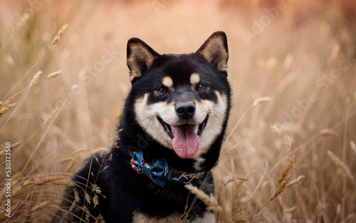 Leinwand Poster Ryota, shiba inu