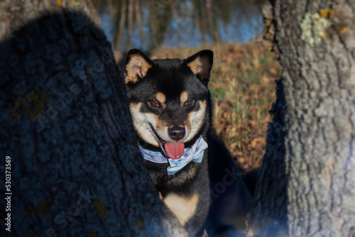 Schilderij op canvas Ryota, shiba inu