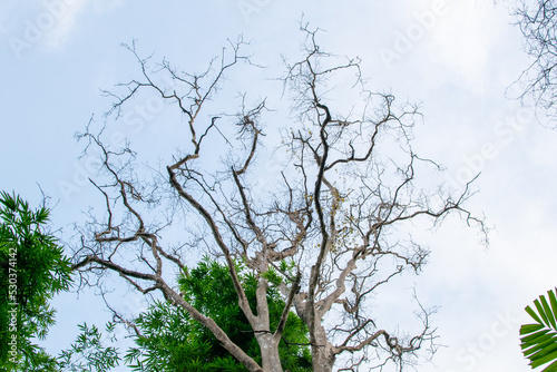 Tree with only branches against Clear Sky