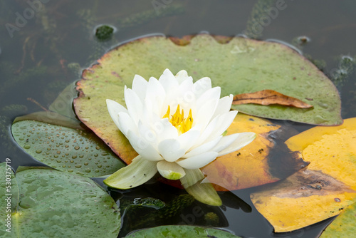 Valokuva beautiful white lily amongst pads in the water with reflections