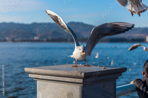 seagull in kunming Yunnan China photo