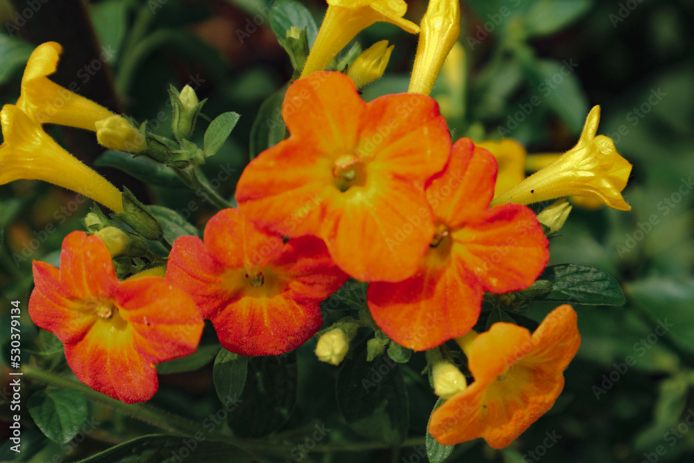 Marmalade Bush has the Latin name Streptosolen jamesonii, has a funnellike shape with yellow
