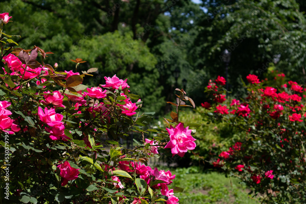 Beautiful Pink and Red Rose Bushes in a Green Garden at Tompkins Square Park in the East Village of New York City during Spring Beautiful Pink and Red Rose Bushes in a Green Garden at Tompkins Square Park in the East Village of New York City during Spring