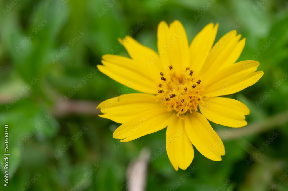 The flower named Singapore dailsy has beautiful yellow flowers. The flower named Singapore dailsy has beautiful yellow flowers.