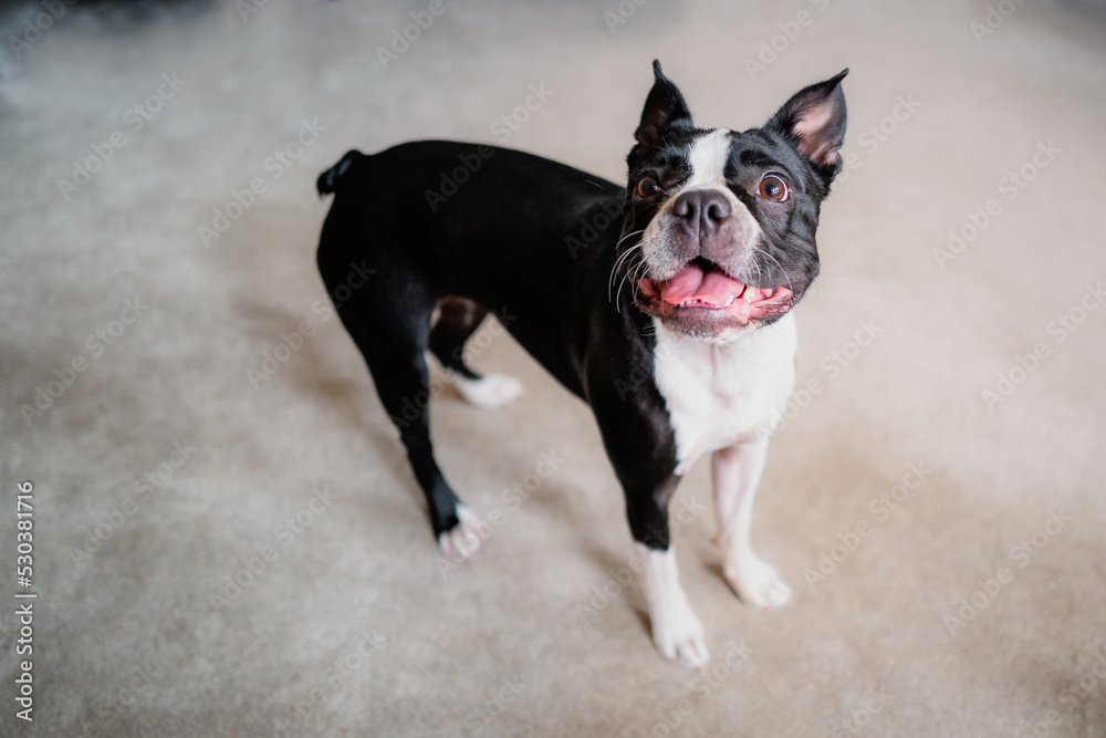 Boston Terrier dog standing up looking up. She is indoors.