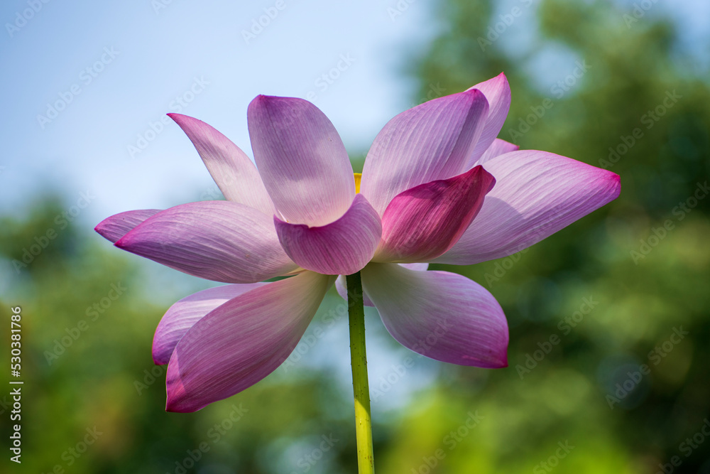 pink lotus flower