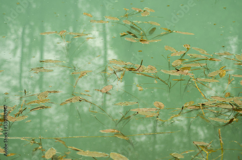 Vegetation in green water, background