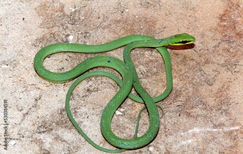 A close up photo of a green snake