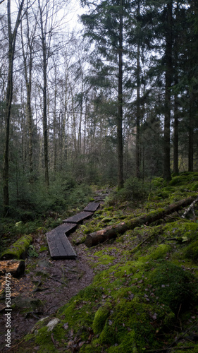 Wooden path way through forest during winter in Skåne (Scania) Sweden