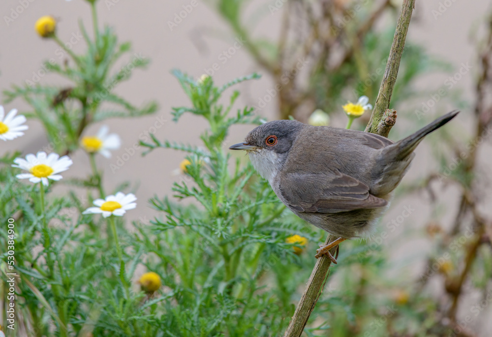 Obraz premium Sardinian warbler female bird perched in undergrowth with wildflowers