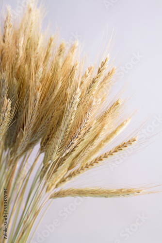 ears of wheat on a white background 