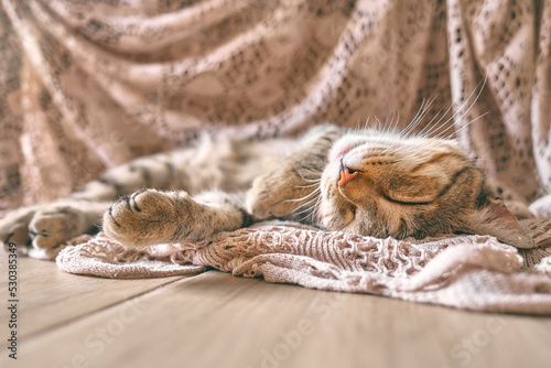 Cute tabby cat sleeping on lace beige blanket. Funny home pet. Concept of relaxing and cozy wellbeing. Sweet dream. © Caterina Trimarchi