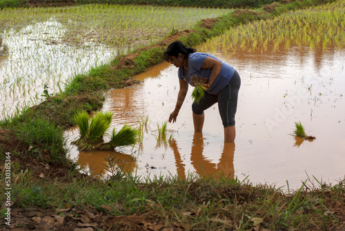 A beautiful young doing manual planting of rice plant seeds in to wet field.