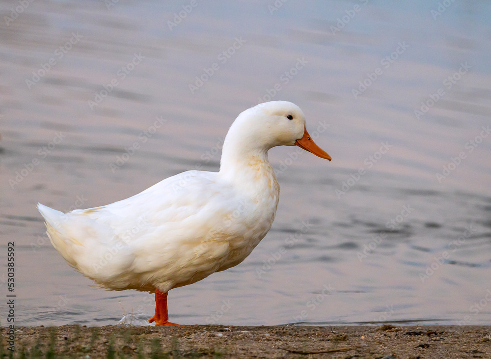 Beautiful white duck wondering at a lake shore