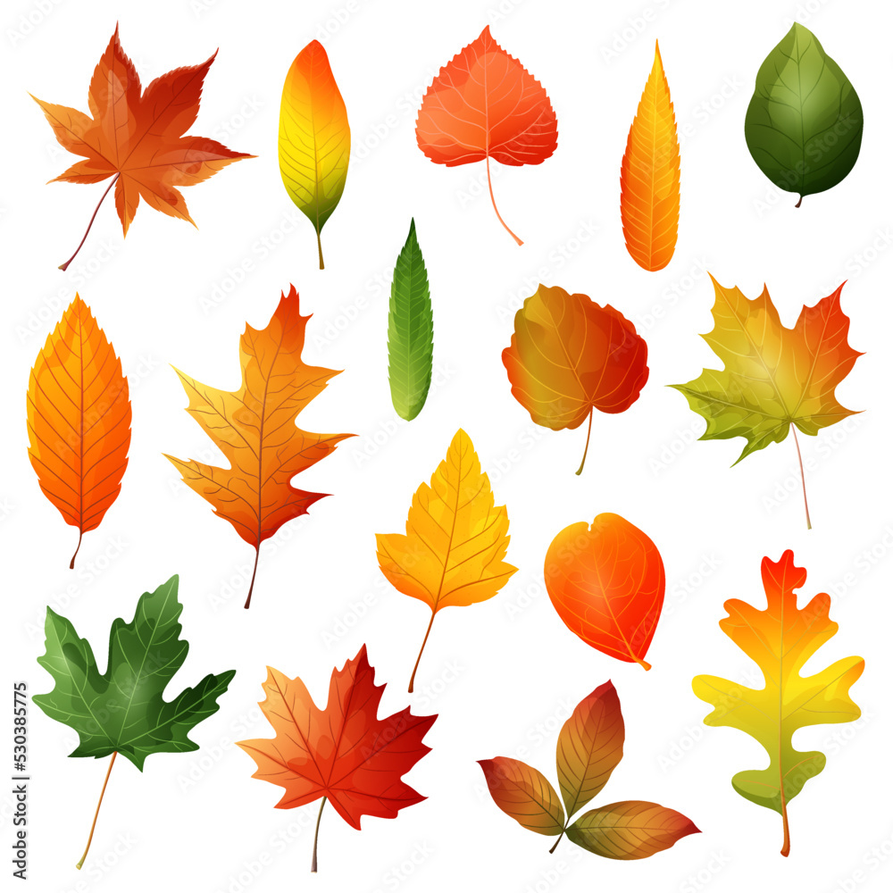 Obraz premium Beautiful colourful autumn leaves.Vector illustration
