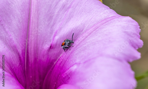 A macro photograph of a tiny little insect as it stands on a large petal of a wild petunia