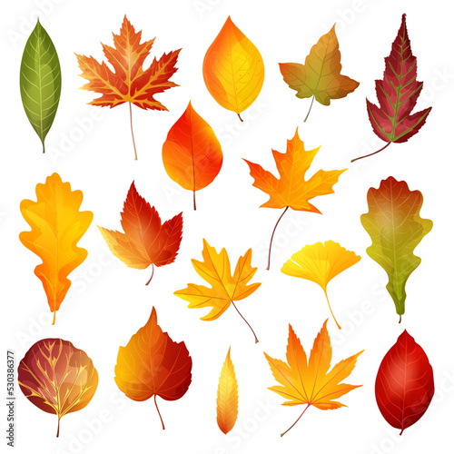  Beautiful colourful autumn leaves.Vector illustration