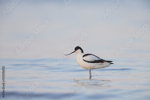 The pied avocet (Recurvirostra avosetta) at the river  © vinx83
