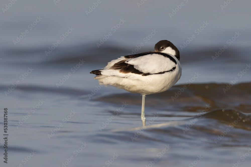 The pied avocet (Recurvirostra avosetta) at the river
The pied avocet (Recurvirostra avosetta) at the river