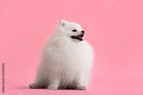 Dog breed pomeranian spitz funny sits on a red background