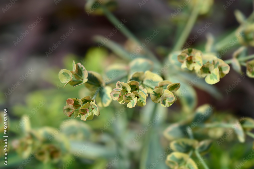 Spurge Ascot Rainbow