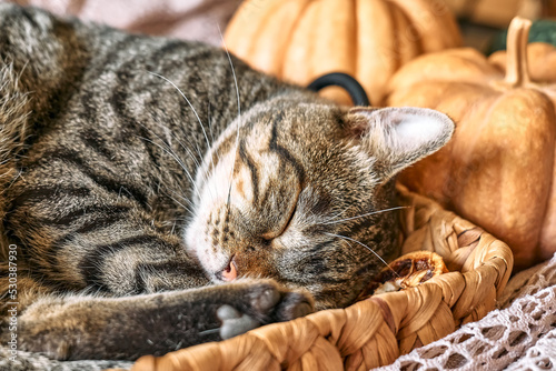 Obraz na plátně Cute tabby cat with pumpkin