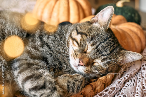Cute tabby cat with pumpkin. Gray kitty sleeping hugging with pumpkin in wicker basket on woolen lace blanket. Fall mood, autumn vibes. Thanksgiving day. © Caterina Trimarchi
