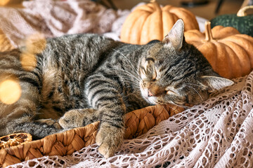 Cute tabby cat with pumpkin. Gray kitty sleeping hugging with pumpkin in wicker basket on woolen lace blanket. Fall mood, autumn vibes. Thanksgiving day.