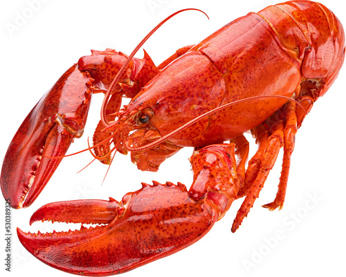 Red lobster isolated