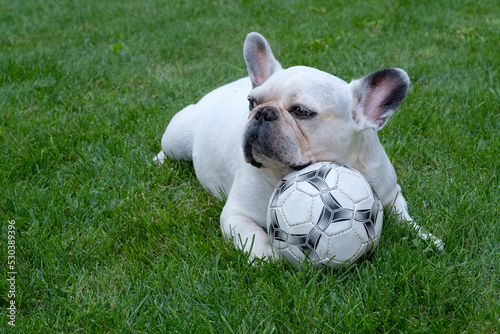 french bulldog lies on the green grass with a soccer ball © Катерина Толстая