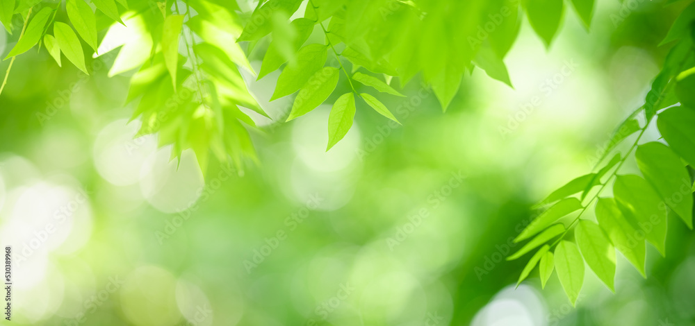 Closeup of beautiful nature view green leaf on blurred greenery background in garden with copy space using as background cover page concept. Closeup of beautiful nature view green leaf on blurred greenery background in garden with copy space using as background cover page concept.