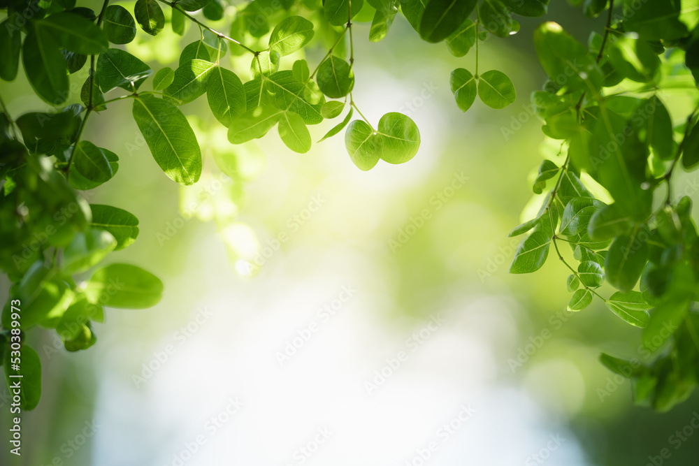 Closeup of beautiful nature view green leaf on blurred greenery background in garden with copy space using as background wallpaper page concept. Closeup of beautiful nature view green leaf on blurred greenery background in garden with copy space using as background wallpaper page concept.