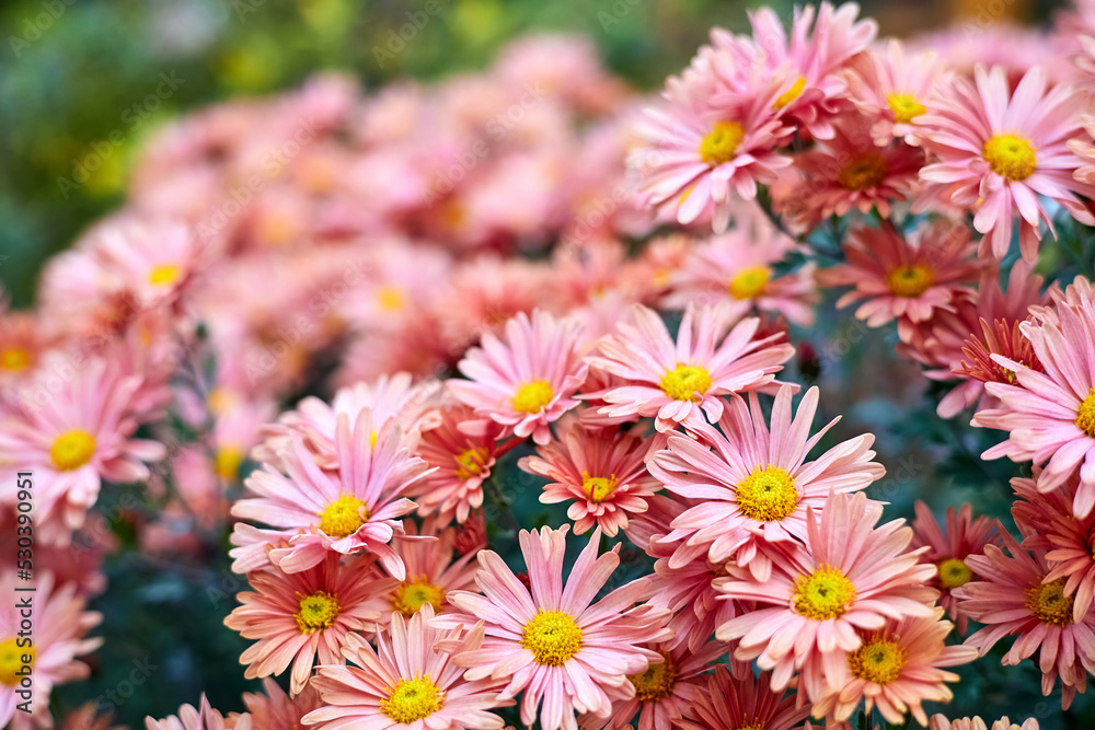 Blooming coral chrysanthemums in the garden. Close-up, selective focus Blooming coral chrysanthemums in the garden. Close-up, selective focus