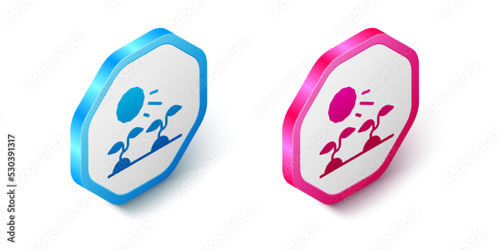 Isometric Plant sprouts grow in the sun icon isolated on white background. Seedling concept. Hexagon button. Vector Isometric Plant sprouts grow in the sun icon isolated on white background. Seedling concept. Hexagon button. Vector