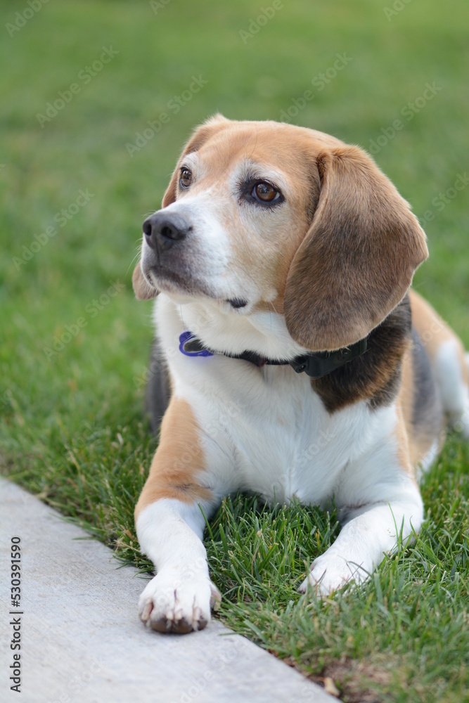 Beagle Dog Portrait Laying Down