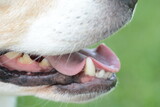 close up profile of dog with mouth open showing teeth