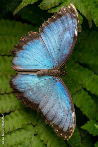 Morpho azul, Mariposa azul