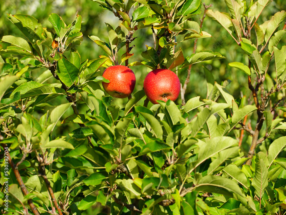 Red apples organically grown on a leafy fruit tree in the early autumn Red apples organically grown on a leafy fruit tree in the early autumn
