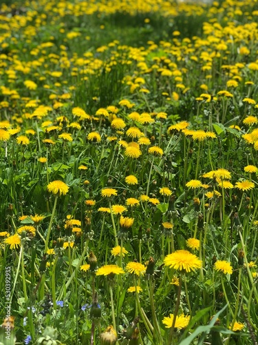 Yellow Field with Dandelion Flowers