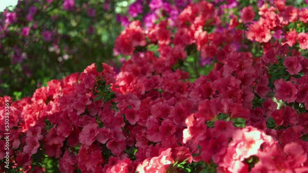 Amazing view of colorful rododendron blooming in the garden under sunlight. Growing of azalea flowers in greenhouse. Amazing view of colorful rododendron blooming in the garden under sunlight. Growing of azalea flowers in greenhouse.