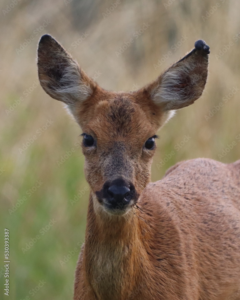 Roe Deer (Capreolus capreolus) close up portrait of a young deer. Roe Deer (Capreolus capreolus) close up portrait of a young deer.