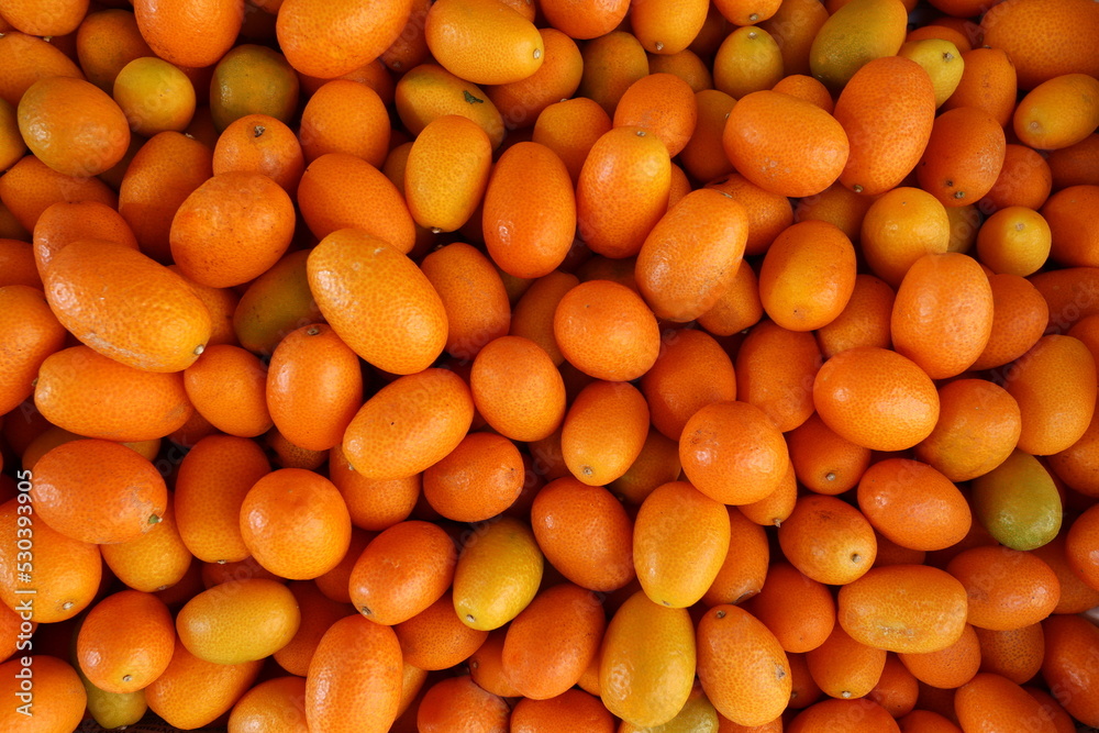 Group of kumquats , the edible fruit closely resembles the orange in color and shape but is much smaller, being the size of a large olive