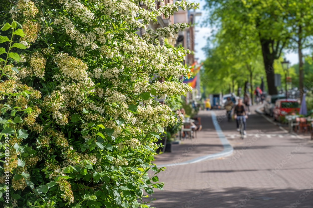 Netherlands. Flowering plant with white tiny flowers. Blur cafe, cyclist, paved street background.