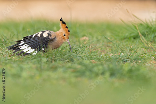 An Eurasian hoopoe (Upupa epops) foraging during the day on the ground. 
