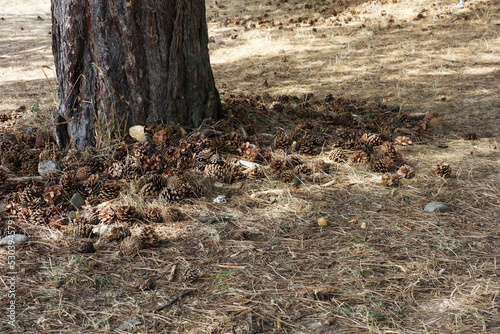 A pile of pine cones under a tree