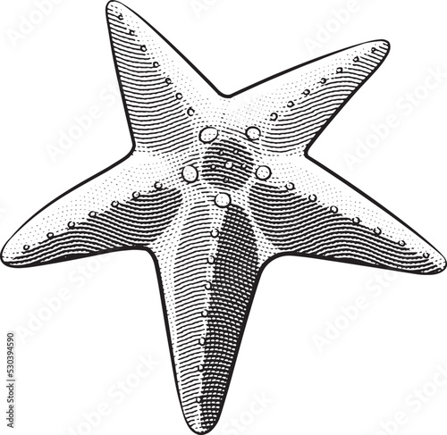 Scratchboard Engraved Starfish